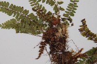 紅苞蹄蓋蕨藏品圖，第3張