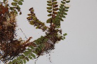 紅苞蹄蓋蕨藏品圖，第4張