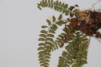 紅苞蹄蓋蕨藏品圖，第5張