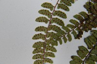 紅苞蹄蓋蕨藏品圖，第6張