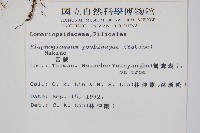 垂葉舌蕨藏品圖，第2張