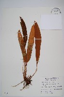 垂葉舌蕨藏品圖，第1張