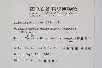 垂葉舌蕨藏品圖，第2張