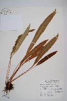 垂葉舌蕨藏品圖，第1張