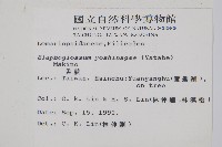 垂葉舌蕨藏品圖，第2張