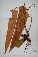 盧山石葦藏品圖，第1張