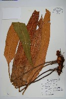 盧山石葦藏品圖，第1張