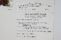 台灣瘤足蕨藏品圖，第2張