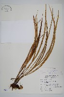 書帶蕨藏品圖，第1張