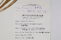 書帶蕨藏品圖，第2張