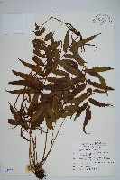 華中瘤足蕨藏品圖，第1張