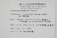 華中瘤足蕨藏品圖，第2張