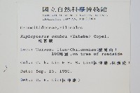 梳葉蕨藏品圖，第2張