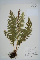 耳形瘤足蕨藏品圖，第1張