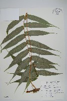 肢節蕨藏品圖，第1張