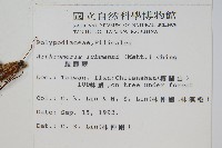 肢節蕨藏品圖，第2張