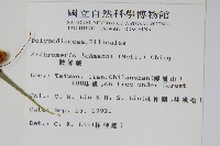 肢節蕨藏品圖，第2張