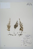 翅柄假膜蕨藏品圖，第1張