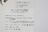 翅柄假膜蕨藏品圖，第2張