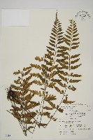 裂葉鐵角蕨藏品圖，第1張