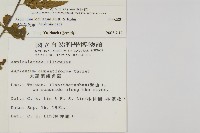 裂葉鐵角蕨藏品圖，第5張