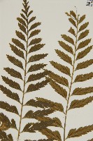 裂葉鐵角蕨藏品圖，第6張