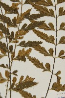 裂葉鐵角蕨藏品圖，第7張