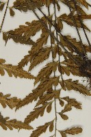 裂葉鐵角蕨藏品圖，第8張