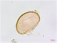 裂葉鐵角蕨藏品圖，第4張