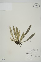 叢葉鐵角蕨藏品圖，第1張