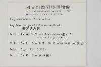 叢葉鐵角蕨藏品圖，第2張