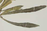 叢葉鐵角蕨藏品圖，第3張