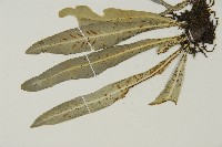 叢葉鐵角蕨藏品圖，第4張