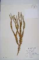 福氏石松藏品圖，第1張