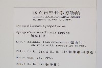 福氏石松藏品圖，第2張