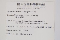 福氏石松藏品圖，第2張