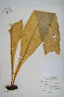 膜葉星蕨藏品圖，第1張