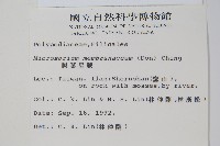 膜葉星蕨藏品圖，第2張