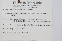 瓶蕨藏品圖，第2張