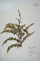 瓶蕨藏品圖，第1張