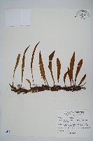 柳葉劍蕨藏品圖，第1張