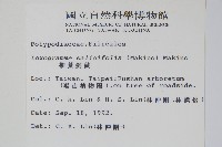 柳葉劍蕨藏品圖，第2張