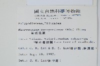 波氏星蕨藏品圖，第2張