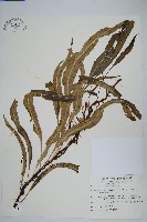 波氏星蕨藏品圖，第1張