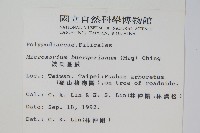 波氏星蕨藏品圖，第2張