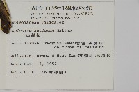 山蘇花藏品圖，第2張