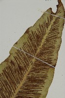 山蘇花藏品圖，第3張