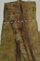 山蘇花藏品圖，第4張