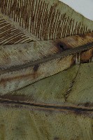 山蘇花藏品圖，第5張