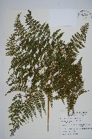 稀子蕨藏品圖，第1張